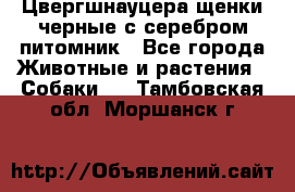 Цвергшнауцера щенки черные с серебром питомник - Все города Животные и растения » Собаки   . Тамбовская обл.,Моршанск г.